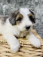 Clover “ blue eyed”, a female Miniature Bernedoodle for sale in Cookeville, TN – Photo 2 of 5
