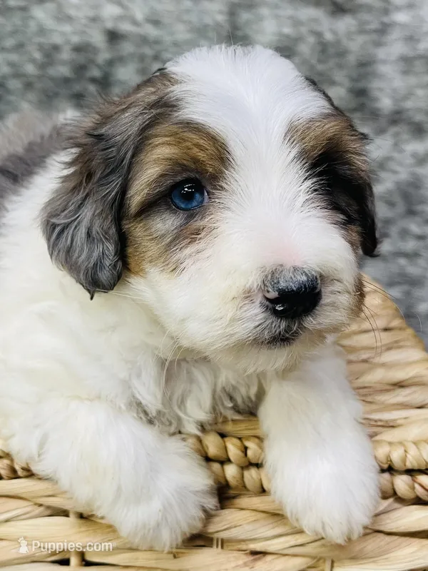 Clover “ blue eyed”