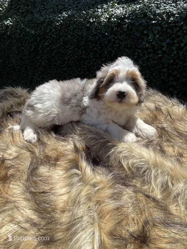 Clover “ blue eyed” blue merle – Miniature Bernedoodle puppy for sale in Cookeville, TN
