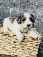 Clover “ blue eyed”, a female Miniature Bernedoodle for sale in Cookeville, TN – Photo 4 of 5