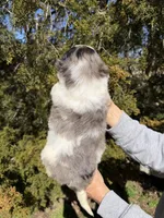 Clover “ blue eyed”, a female Miniature Bernedoodle for sale in Cookeville, TN – Photo 5 of 5