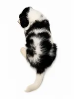 Rusty-black tri color, a male Miniature Bernedoodle for sale in Cookeville, TN – 2 of 4