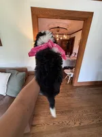 Bonnie- tri color , a female Miniature Bernedoodle for sale in Cookeville, TN – 7 of 7