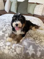 Bella- Black Tri Female, a female Miniature Bernedoodle for sale in Cookeville, TN – 4 of 7