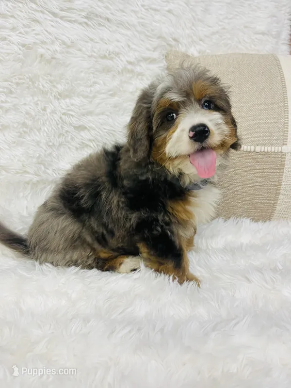 Blue merle mini – Miniature Bernedoodle puppy for sale in Cookeville, TN
