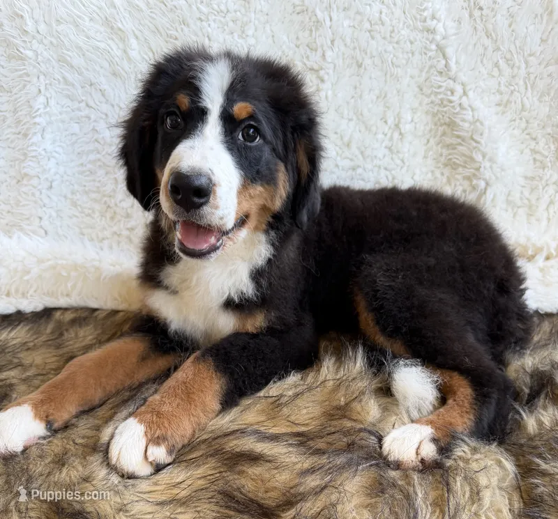 Cooper ❤️ – Bernedoodle puppy for sale in Cookeville, TN