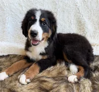 Cooper ❤️, a male Bernedoodle for sale in Cookeville, TN – 1 of 7