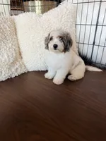 Maple , a female Miniature Bernedoodle for sale in Cookeville, TN – 5 of 8