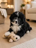 Pandora ❤️ mini Bernedoodle female, a female Miniature Bernedoodle for sale in Cookeville, TN – 2 of 3