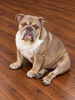 Magnolia- full AKC , a female English Bulldog for sale in Cookeville, TN – 2 of 3
