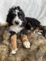 Macallan “ Mac” ❤️, a male Bernedoodle for sale in Cookeville, TN – 4 of 4