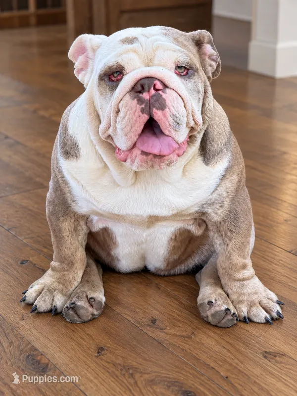 Patches-Full AKC – English Bulldog puppy for sale in Cookeville, TN