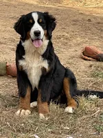Ruth, a female Bernese Mountain Dog for sale in Cookeville, TN – Photo 3 of 4