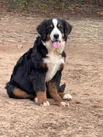 Ruth, a female Bernese Mountain Dog for sale in Cookeville, TN – Photo 1 of 4