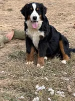 Ruth, a female Bernese Mountain Dog for sale in Cookeville, TN – Photo 4 of 4