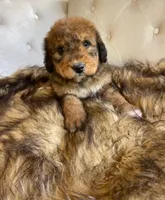 Rosie ❤️ Red sable tri color Bernedoodle, a female Bernedoodle for sale in Cookeville, TN – 2 of 7
