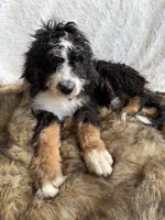 Macallan “ Mac” ❤️, a male Bernedoodle for sale in Cookeville, TN – 3 of 4