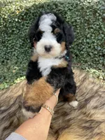 Light Blue Collar, a male Bernedoodle for sale in Cookeville, TN – Photo 7 of 8