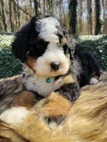Light Blue Collar, a male Bernedoodle for sale in Cookeville, TN – Photo 4 of 8