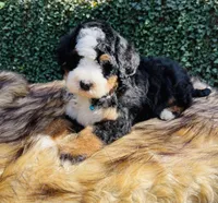 Light Blue Collar, a male Bernedoodle for sale in Cookeville, TN – Photo 3 of 8