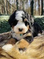 Light Blue Collar, a male Bernedoodle for sale in Cookeville, TN – Photo 2 of 8