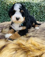 Light Blue Collar, a male Bernedoodle for sale in Cookeville, TN – Photo 6 of 8