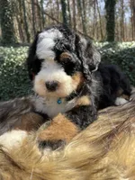 Light Blue Collar, a male Bernedoodle for sale in Cookeville, TN – Photo 8 of 8