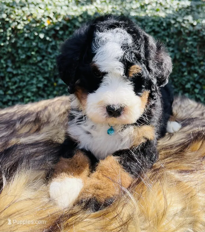 Light Blue Collar – Bernedoodle puppy for sale in Cookeville, TN