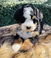 Light Blue Collar, a male Bernedoodle for sale in Cookeville, TN – Photo 1 of 8