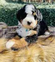 Light Blue Collar, a male Bernedoodle for sale in Cookeville, TN – Photo 5 of 8