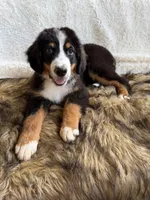 Jameson, a male Bernedoodle for sale in Cookeville, TN – 5 of 5