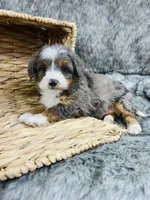 Cadbury blue eye , a female Miniature Bernedoodle for sale in Cookeville, TN – Photo 4 of 4