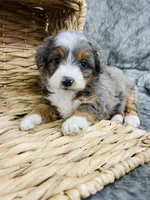 Cadbury blue eye , a female Miniature Bernedoodle for sale in Cookeville, TN – Photo 2 of 4