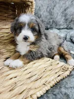 Cadbury blue eye , a female Miniature Bernedoodle for sale in Cookeville, TN – Photo 3 of 4