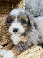Cadbury blue eye , a female Miniature Bernedoodle for sale in Cookeville, TN – Photo 1 of 4