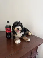 Bella- Black Tri Female, a female Miniature Bernedoodle for sale in Cookeville, TN – 3 of 7