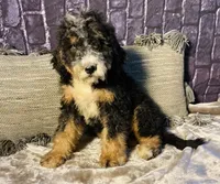 🌟Hershey, a male Bernedoodle for sale in Cookeville, TN – Photo 3 of 10