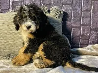 🌟Hershey, a male Bernedoodle for sale in Cookeville, TN – Photo 6 of 10