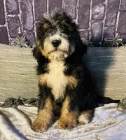 🌟Hershey, a male Bernedoodle for sale in Cookeville, TN – Photo 2 of 10