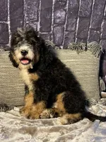 🌟Hershey, a male Bernedoodle for sale in Cookeville, TN – Photo 8 of 10
