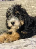 🌟Hershey, a male Bernedoodle for sale in Cookeville, TN – Photo 10 of 10