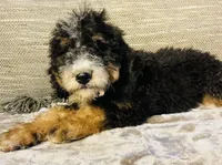 🌟Hershey, a male Bernedoodle for sale in Cookeville, TN – Photo 7 of 10