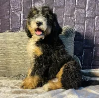 🌟Hershey, a male Bernedoodle for sale in Cookeville, TN – Photo 1 of 10
