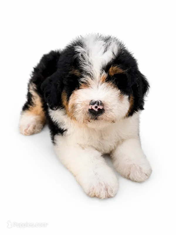 reese- black tri color – Miniature Bernedoodle puppy for sale in Cookeville, TN