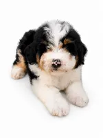 reese- black tri color, a female Miniature Bernedoodle for sale in Cookeville, TN – 1 of 4