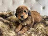 Rosie ❤️ Red sable tri color Bernedoodle, a female Bernedoodle for sale in Cookeville, TN – 6 of 7