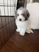 Maple , a female Miniature Bernedoodle for sale in Cookeville, TN – 3 of 8