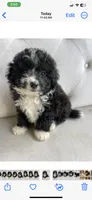 Pandora ❤️ mini Bernedoodle female, a female Miniature Bernedoodle for sale in Cookeville, TN – 3 of 3