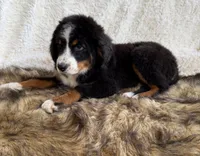 Whiskey ❤️, a male Bernedoodle for sale in Cookeville, TN – 7 of 8