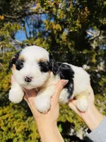 Daisy, a female Miniature Bernedoodle for sale in Cookeville, TN – Photo 5 of 6